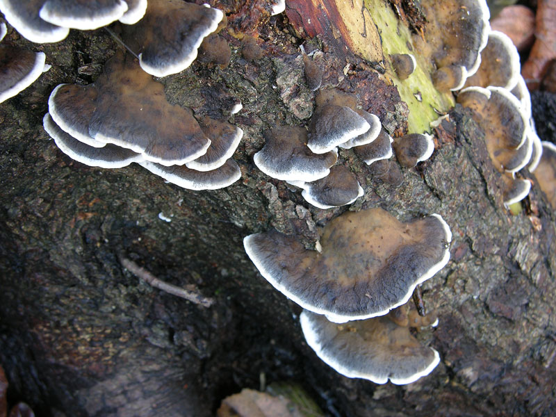 Bjerkandera adusta (Willd.) P. Karst